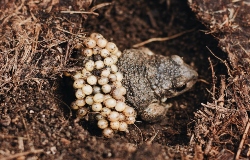 toad eggs